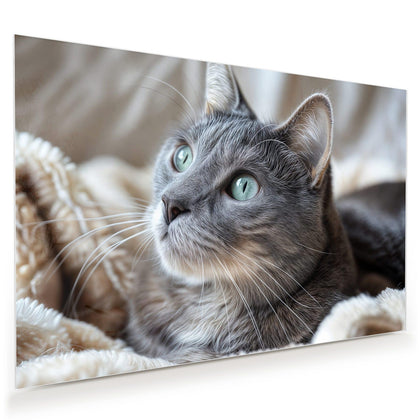 Wandbild mit dem Motiv Graue Katze auf Decke