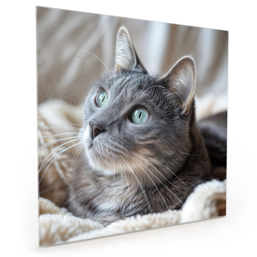 Maße Küchenrückwand Graue Katze auf Decke aus Glas