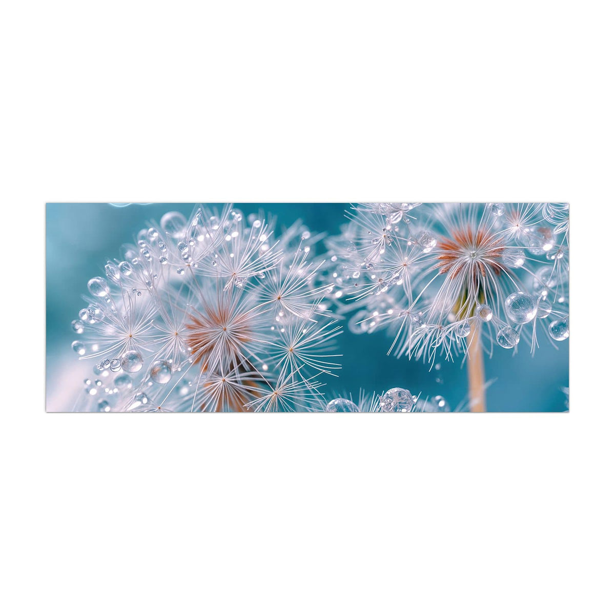 Küchenrückwand aus Glas Pusteblumen mit Tropfen im Hochformat, Motiv bildfüllend von vorn