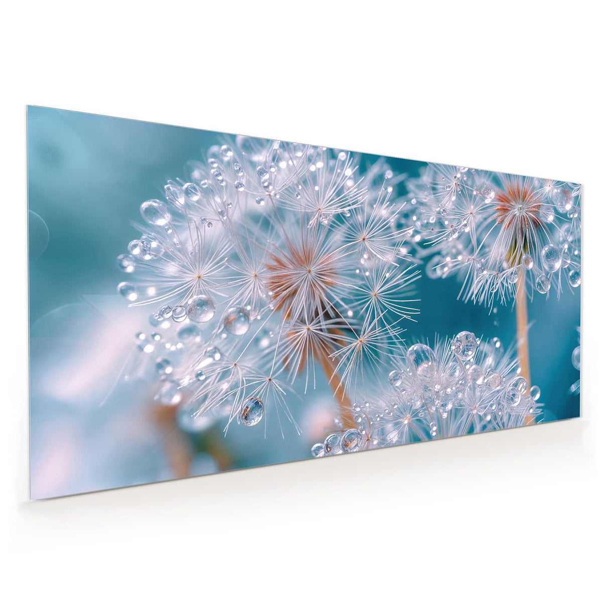 Küchenrückwand aus Glas im Hochformat mit Motiv Pusteblumen mit Tropfen: Mehrere Samenschirme voller klarer Tropfen vor türkisblauem Grund