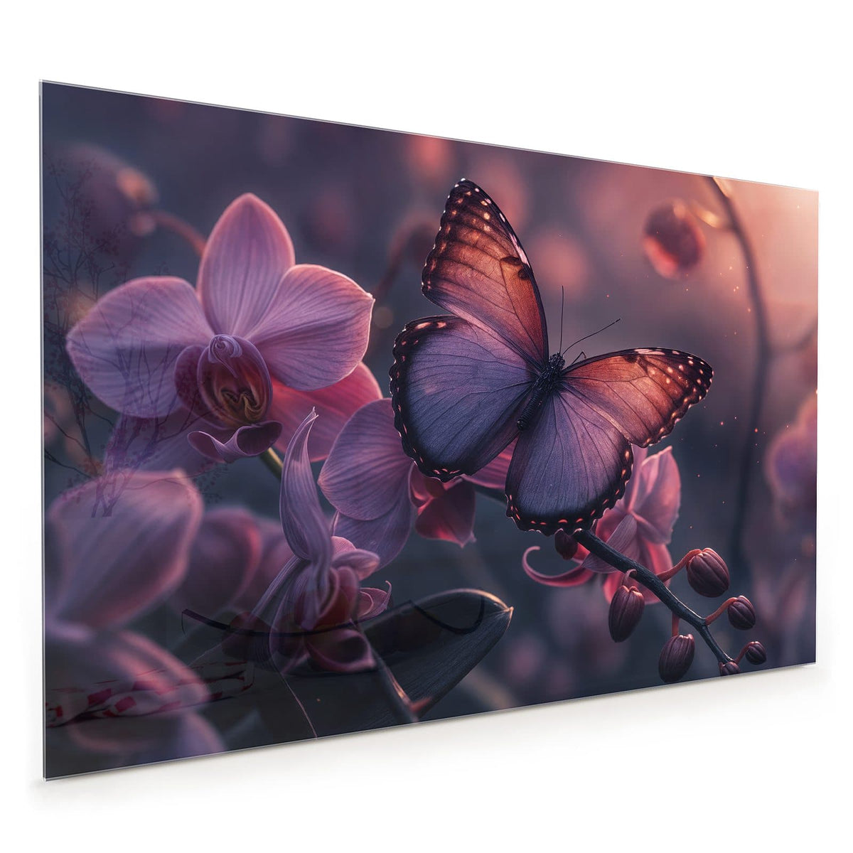 Küchenrückwand aus Glas im Hochformat: Violett-kupferner Schmetterling auf lila Orchideenblüten in dunklem Licht