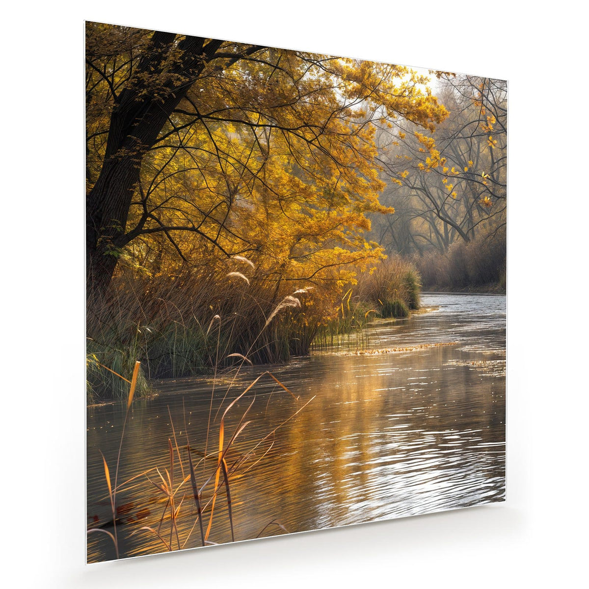 Ruhiger Fluss, am Ufer goldgelbe Bäume und hohe Schilfrispen im Morgenlicht