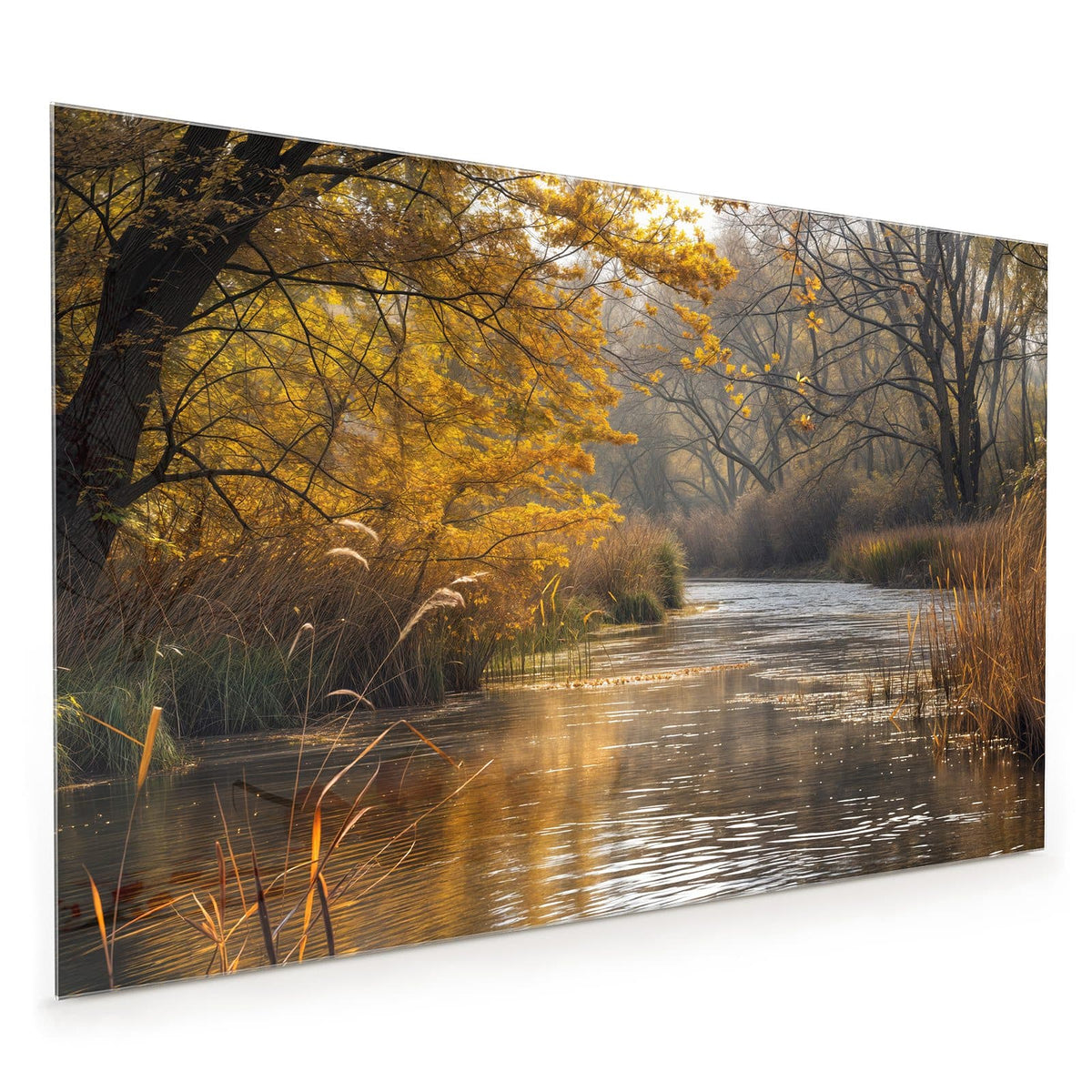 Küchenrückwand aus Glas im Hochformat mit Motiv Schilf am Herbstfluss: Ruhiger Fluss, am Ufer goldgelbe Bäume und hohe Schilfrispen im Morgenlicht