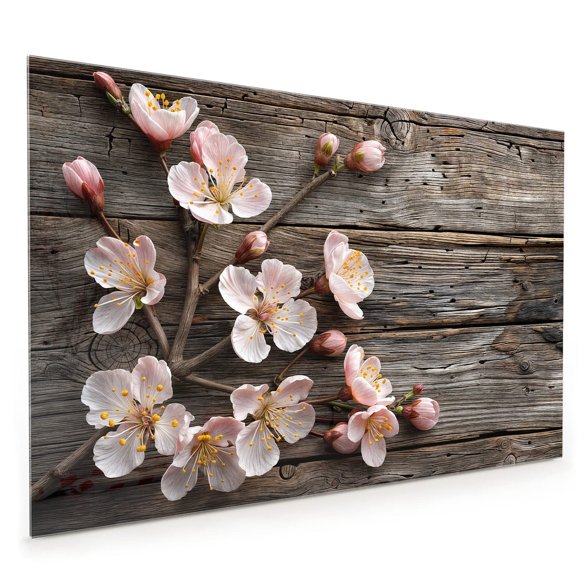Küchenrückwand aus Glas im Hochformat: Zweige mit weiß-rosa Blüten und Knospen auf grau verwittertem Holz
