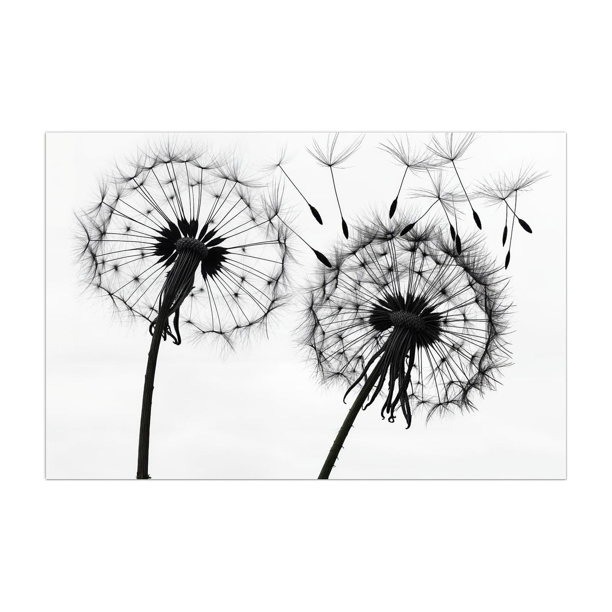 Küchenrückwand aus Glas Pusteblumen in Grau im Hochformat, Motiv bildfüllend von vorn