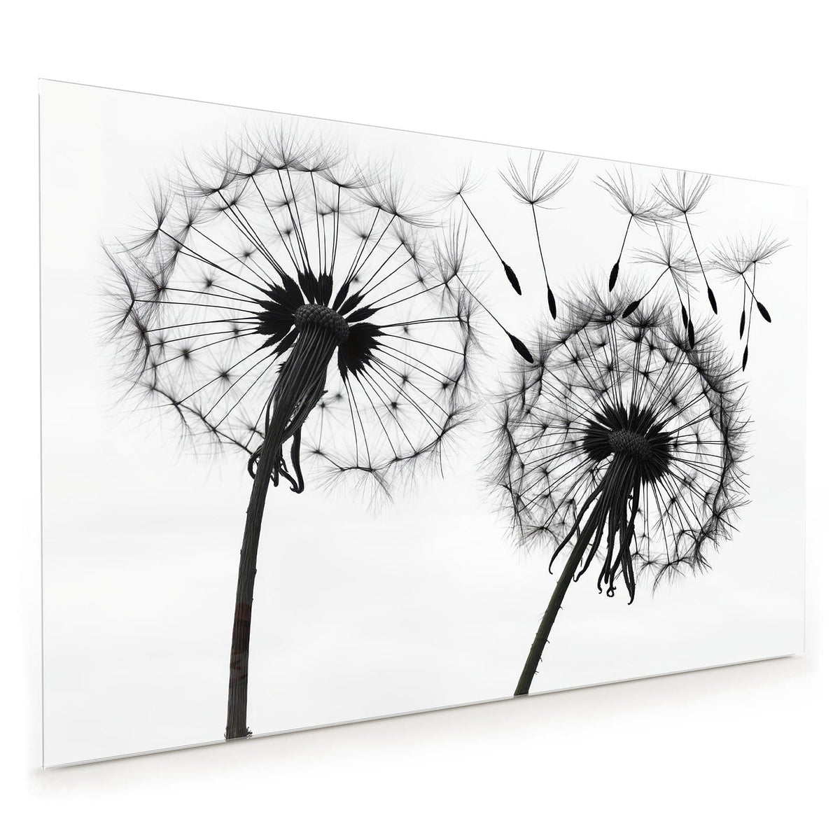 Küchenrückwand aus Glas im Hochformat mit Motiv Pusteblumen in Grau: Weiße Pusteblumen in Schwarz-Weiß, zwei Samenstände, Samen fliegen nach rechts weg