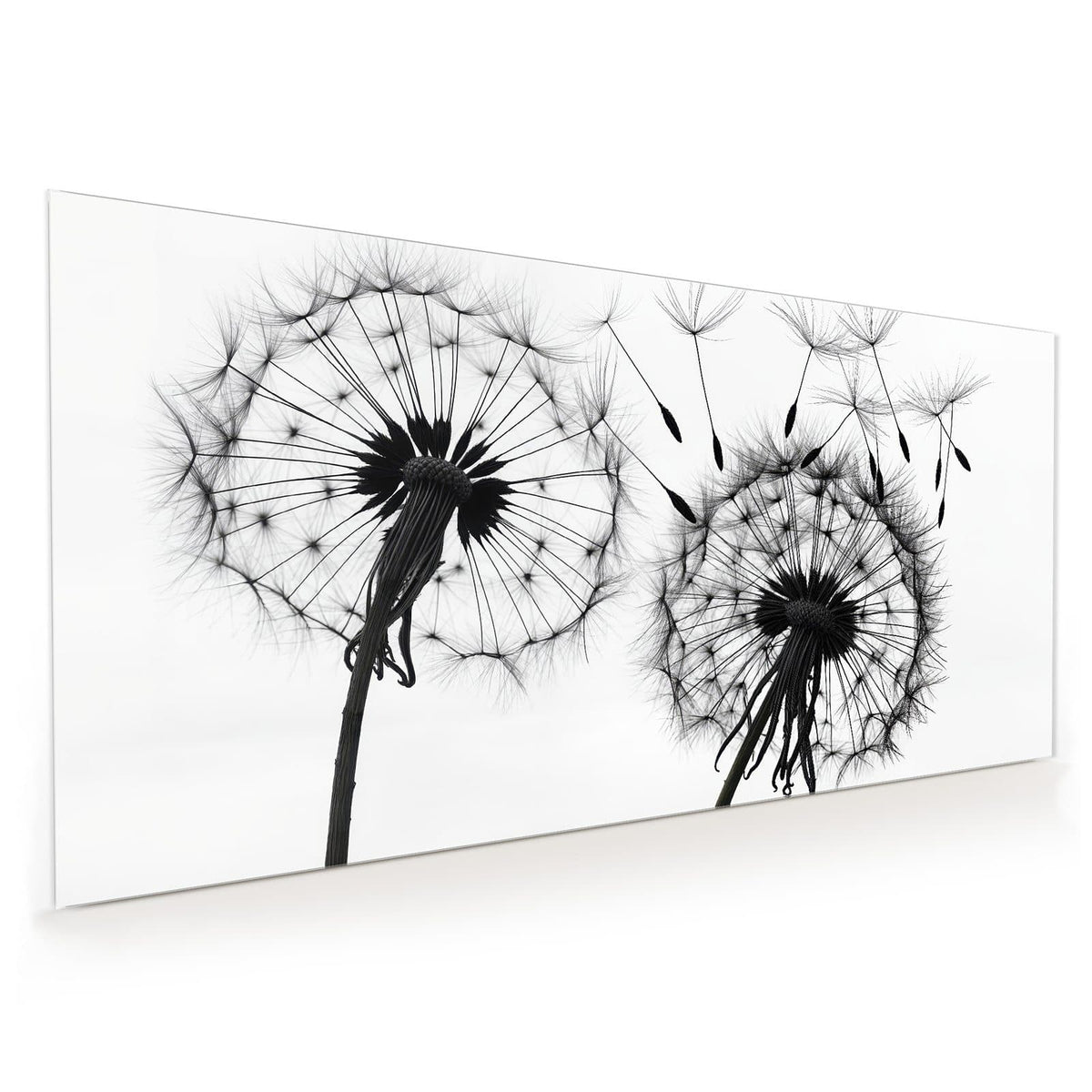 Küchenrückwand aus Glas im Hochformat mit Motiv Pusteblumen in Grau: Weiße Pusteblumen in Schwarz-Weiß, zwei Samenstände, Samen fliegen nach rechts weg