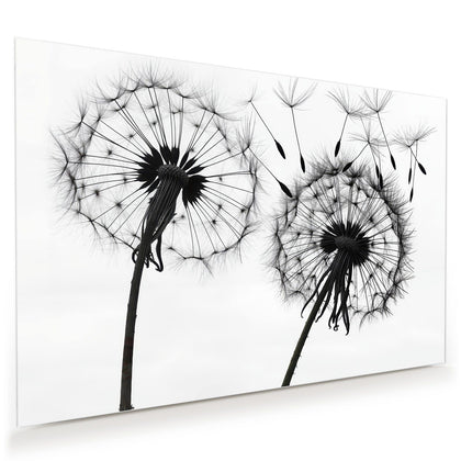 Wandbild mit dem Motiv Pusteblumen in Grau