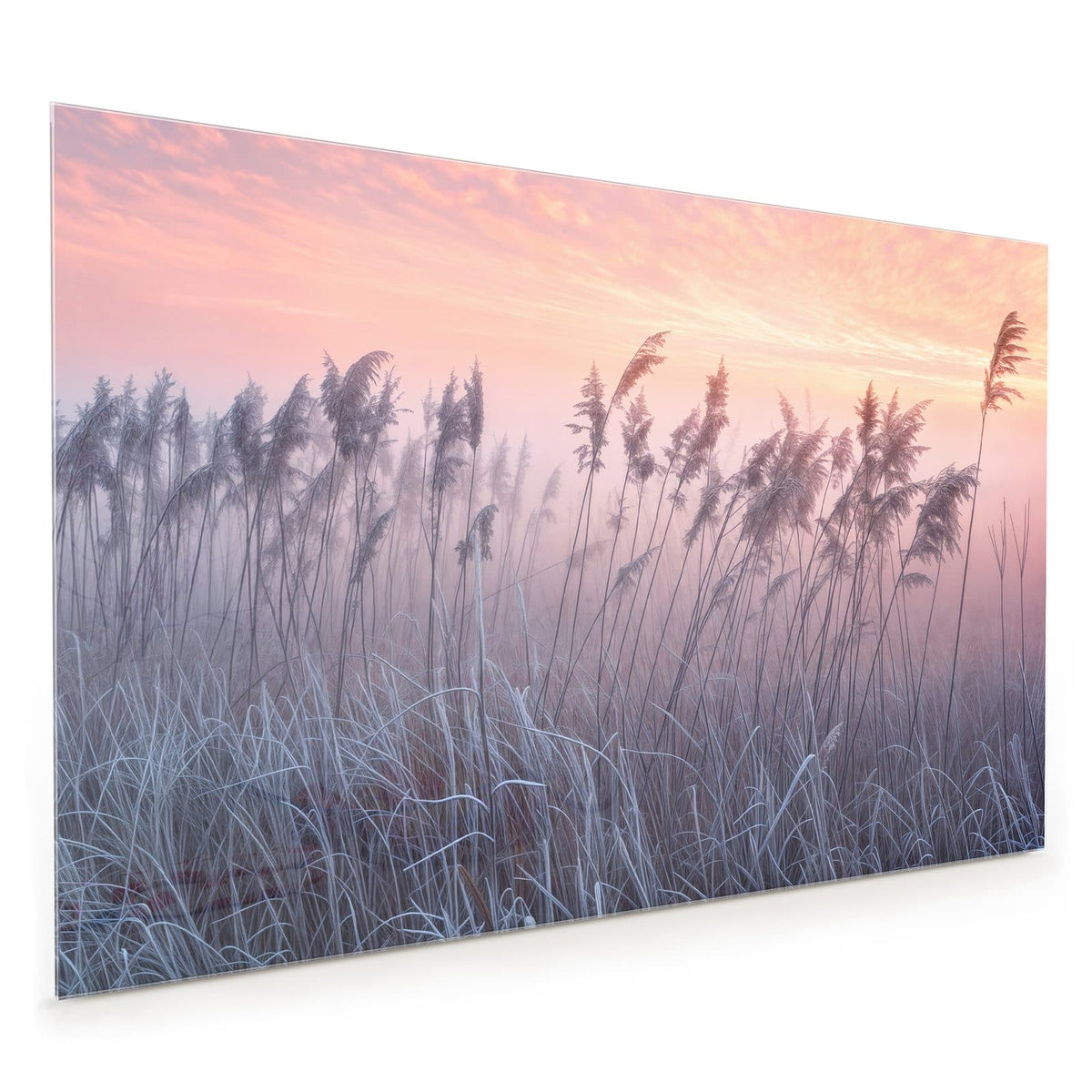 Küchenrückwand aus Glas im Hochformat mit Motiv Schilf im Morgenrot: Schilfrispen und frostiges Gras vor rosa-orangem Himmel