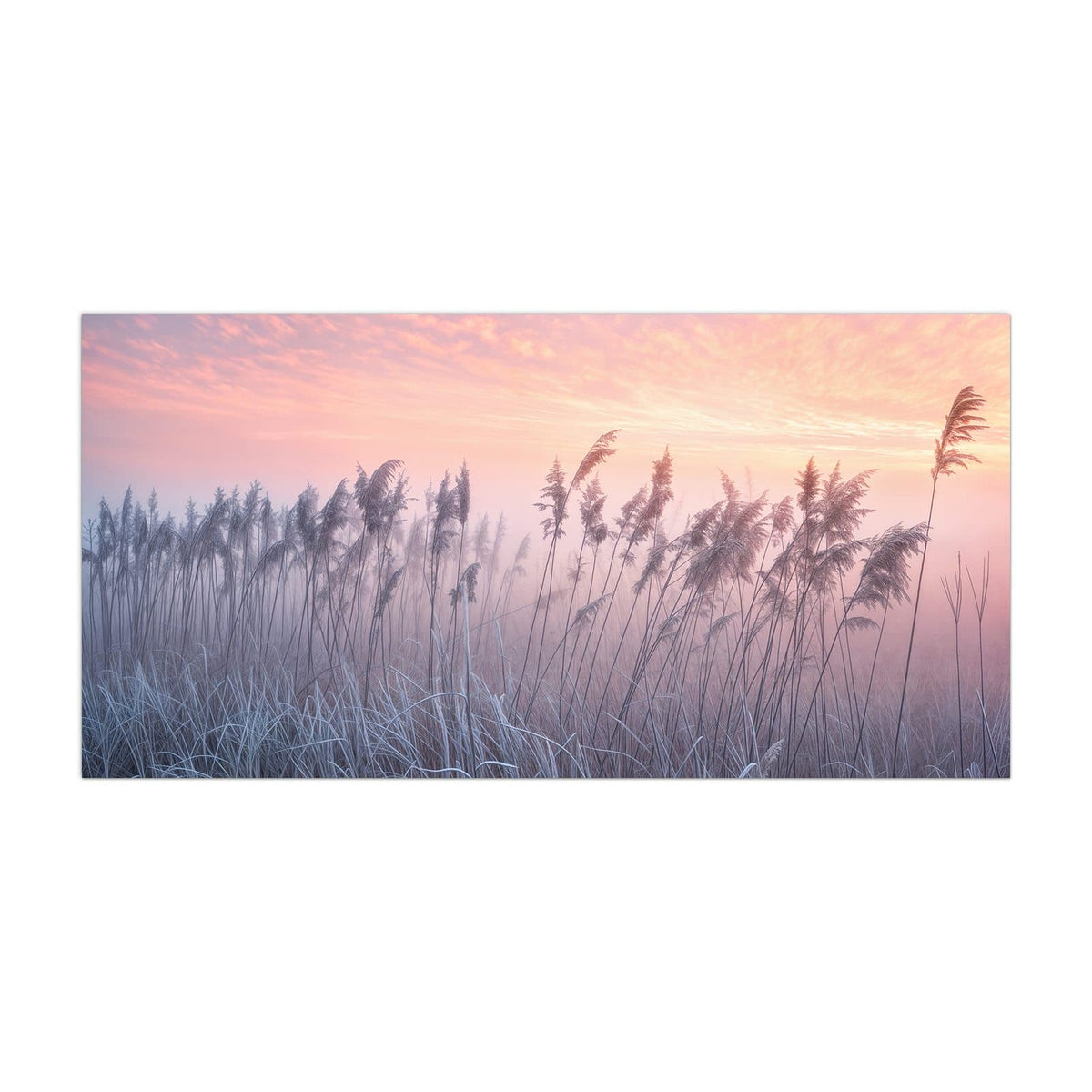 Küchenrückwand aus Glas Schilf im Morgenrot im Hochformat, Motiv bildfüllend von vorn