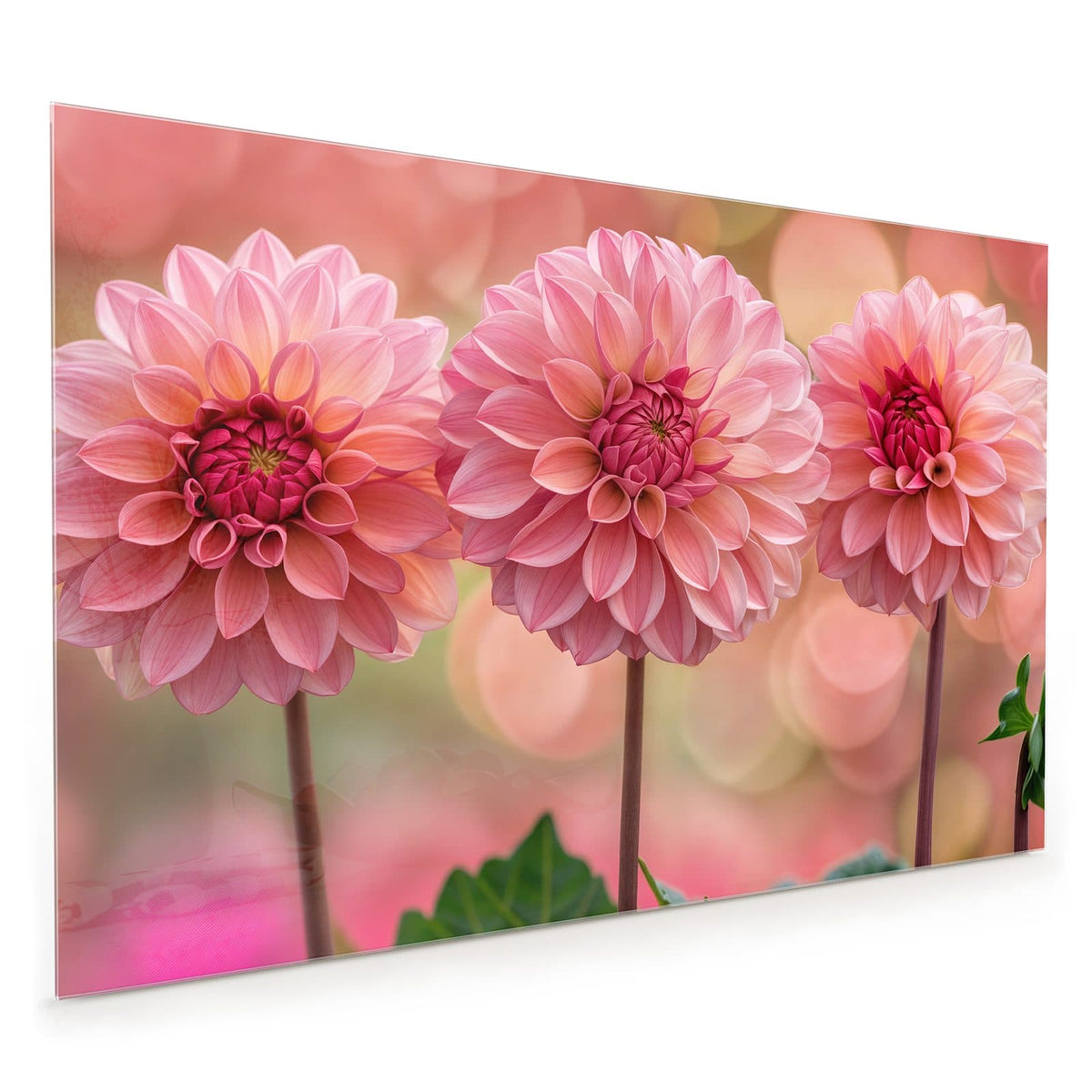 Küchenrückwand aus Glas im Hochformat: Drei rosa Dahlien in Reihe vor rosa-grünem Bokeh