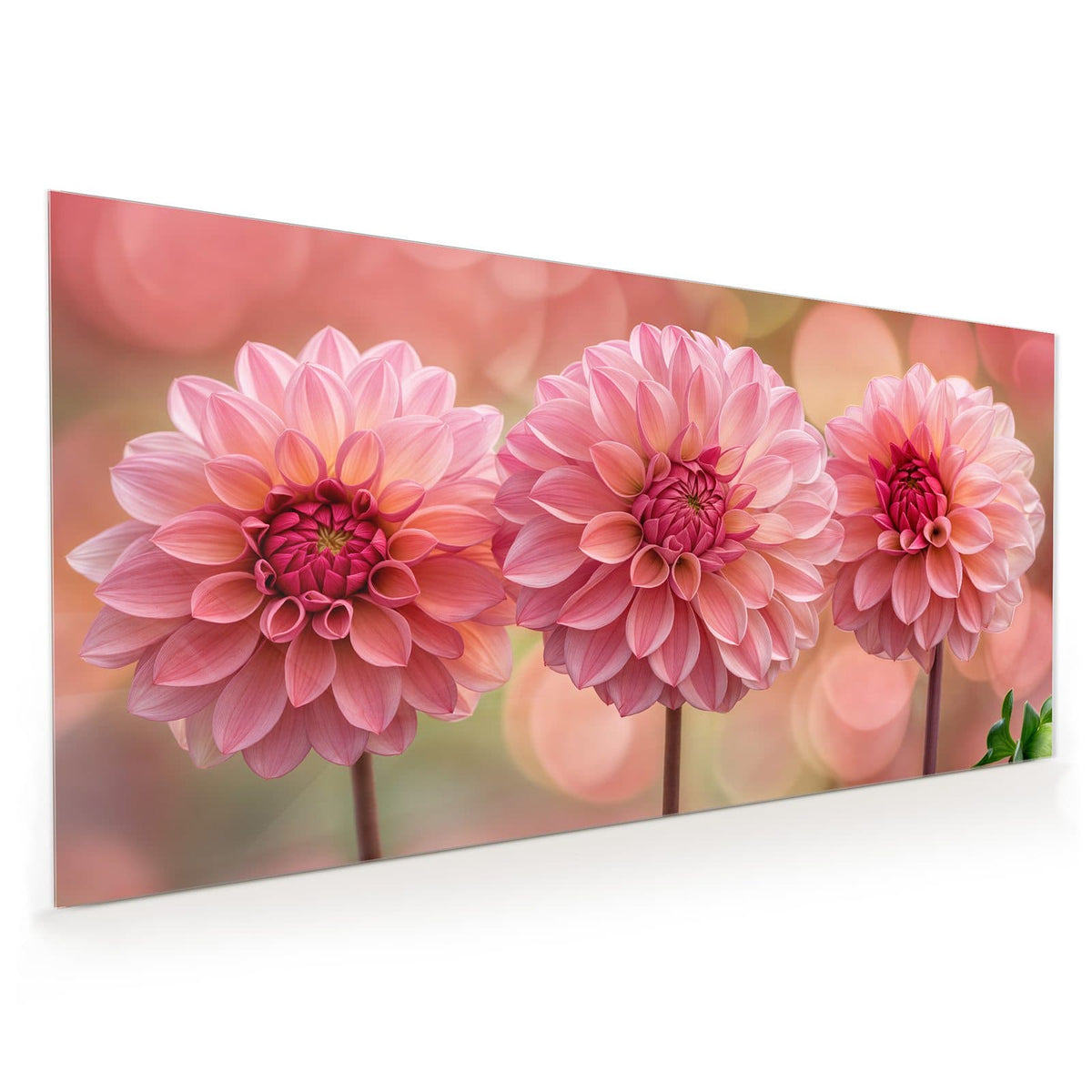 Küchenrückwand aus Glas im Hochformat: Drei rosa Dahlien in Reihe vor rosa-grünem Bokeh