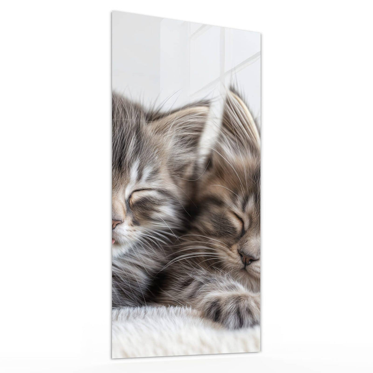 Glasbild Zwei schlafende Kätzchen von der Seite, 4 mm Echtglas