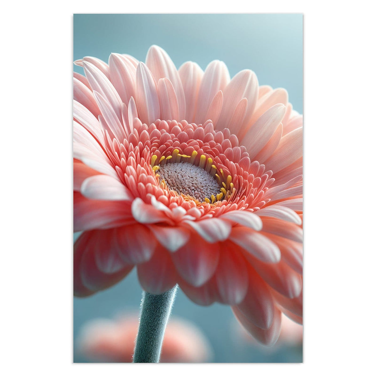 Makro einer rosa Gerbera vor hellblauem Grund