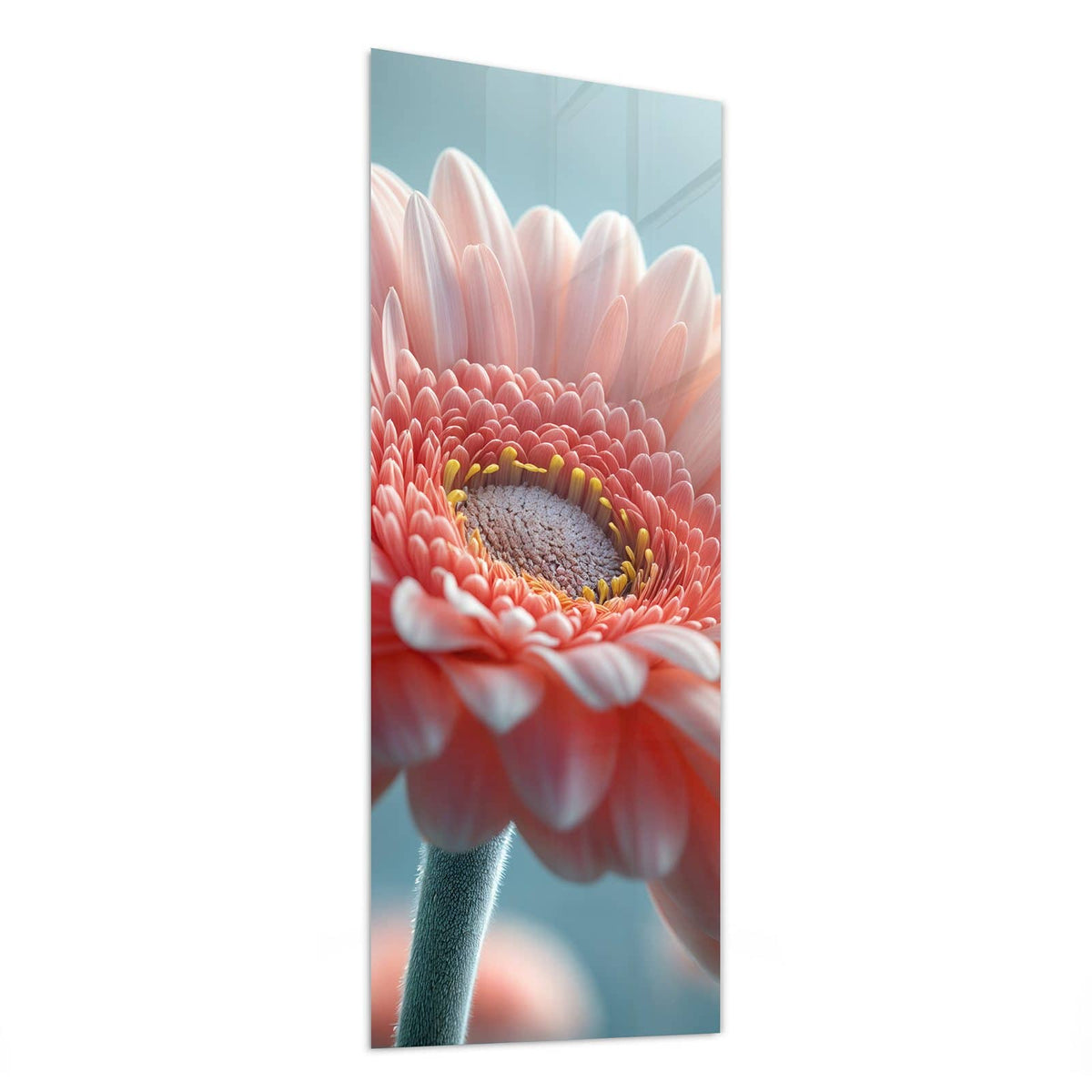 Glasbild Rosa Gerbera von der Seite, 4 mm Echtglas