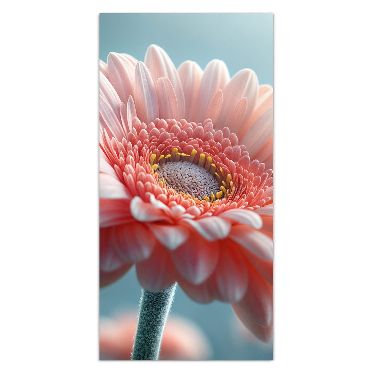 Makro einer rosa Gerbera vor hellblauem Grund