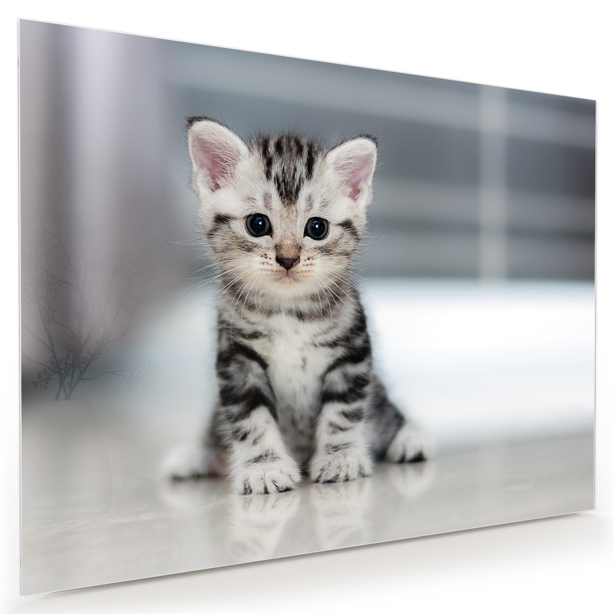 Wandbild - Kleines Katzenbaby