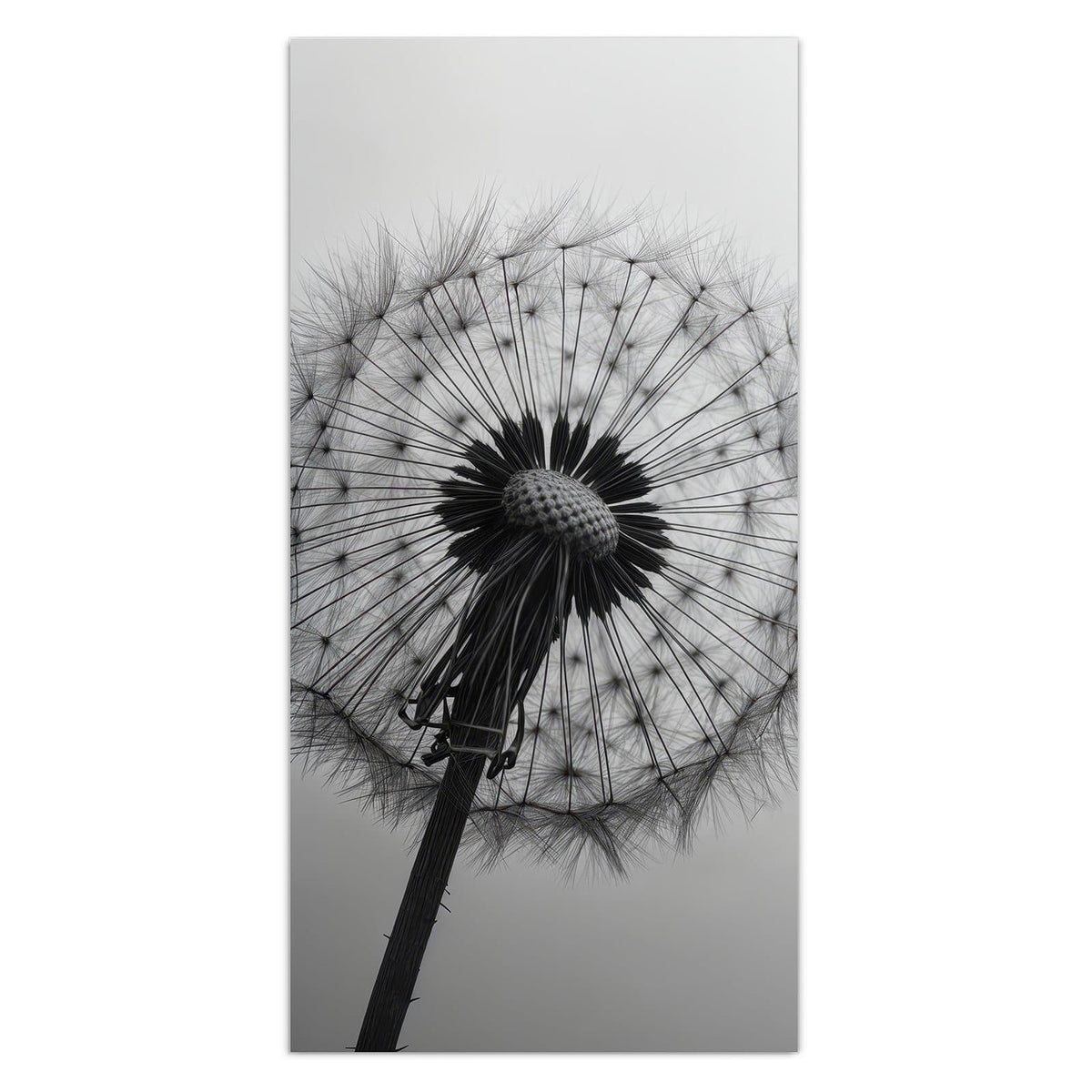 Wandbild aus Glas mit Motiv Pusteblume im Wind: Schwarzweiße Pusteblume, deren Schirmchen nach rechts davonfliegen #grösse_30 x 60 cm #grösse_40 x 80 cm #grösse_50 x 100 cm #grösse_55 x 110 cm #grösse_60 x 120 cm