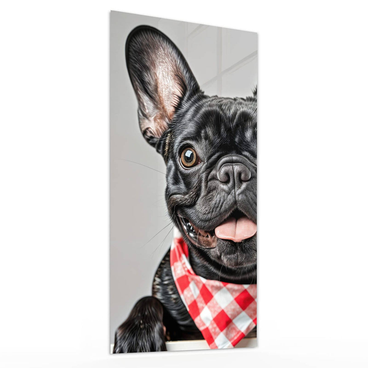 Wandbild aus Glas Bulldogge mit Halstuch schräg von der Seite, 4 mm starkes Echtglas #grösse_30 x 60 cm #grösse_40 x 80 cm #grösse_50 x 100 cm #grösse_55 x 110 cm #grösse_60 x 120 cm