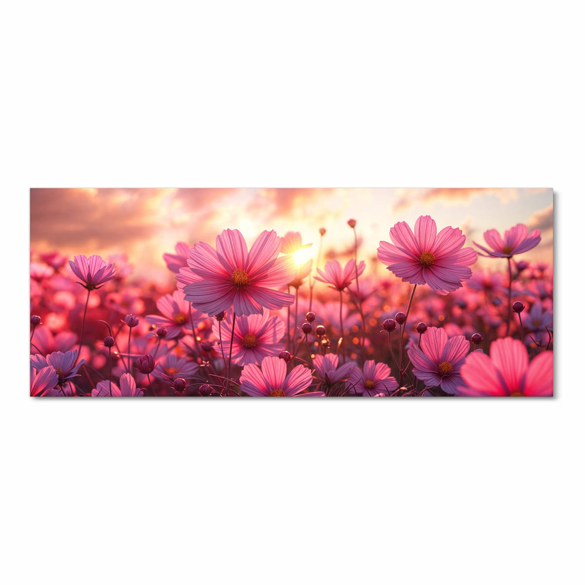 Rosa Cosmeen vor einem Sonnenuntergangshimmel mit Wolken.