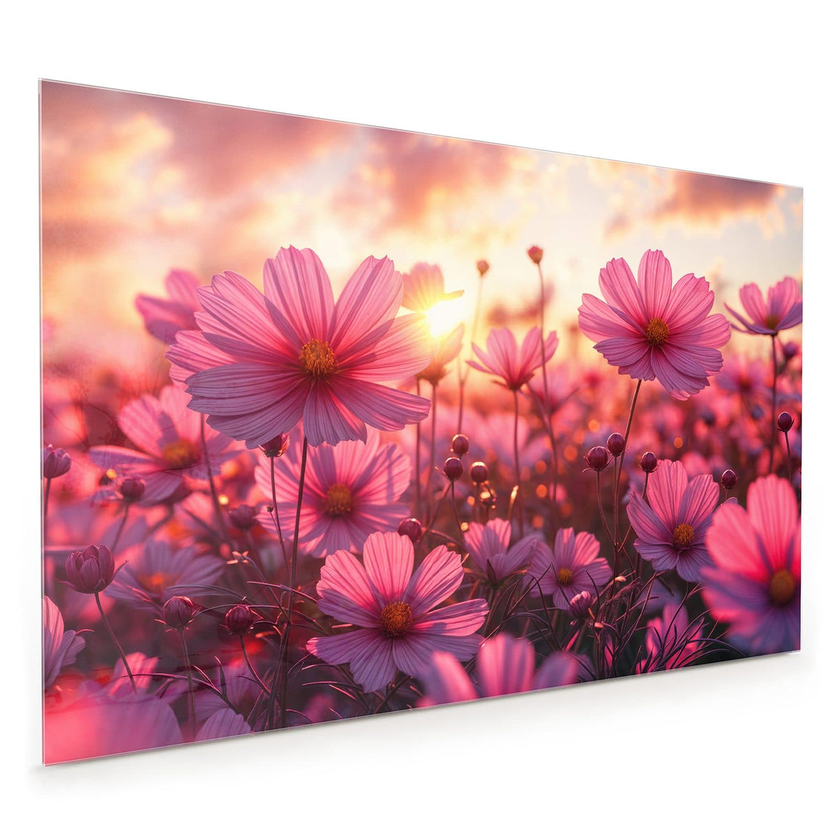 Küchenrückwand aus Glas im Hochformat mit Motiv Cosmeen im Abendlicht: Rosa Cosmeen vor einem Sonnenuntergangshimmel mit Wolken.