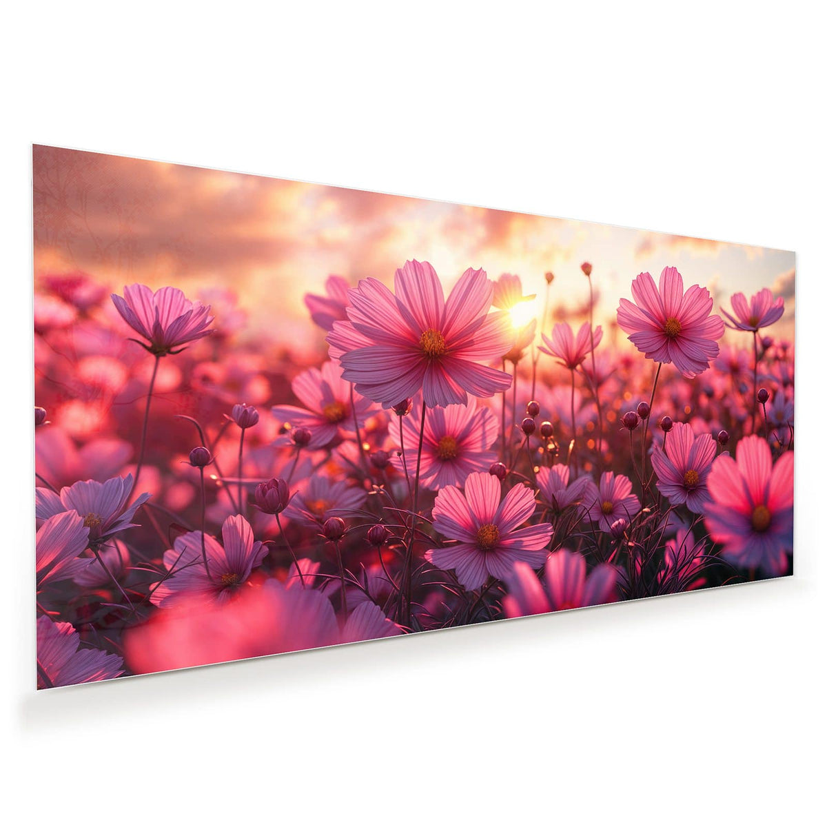 Rosa Cosmeen vor einem Sonnenuntergangshimmel mit Wolken.