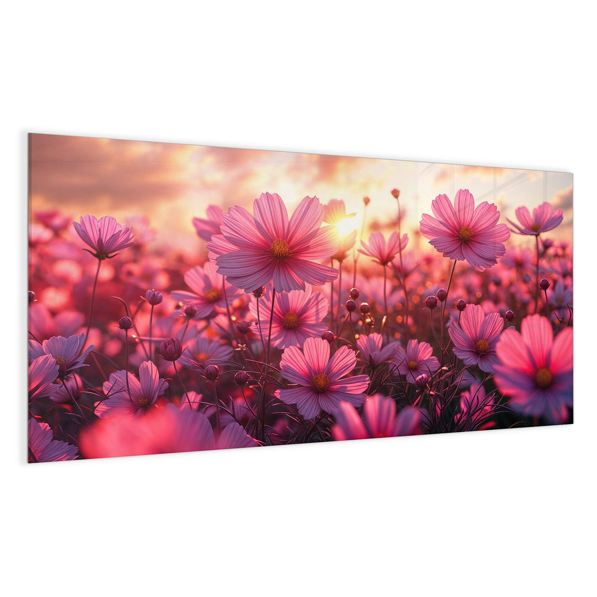 Rosa Cosmeen vor einem Sonnenuntergangshimmel mit Wolken.