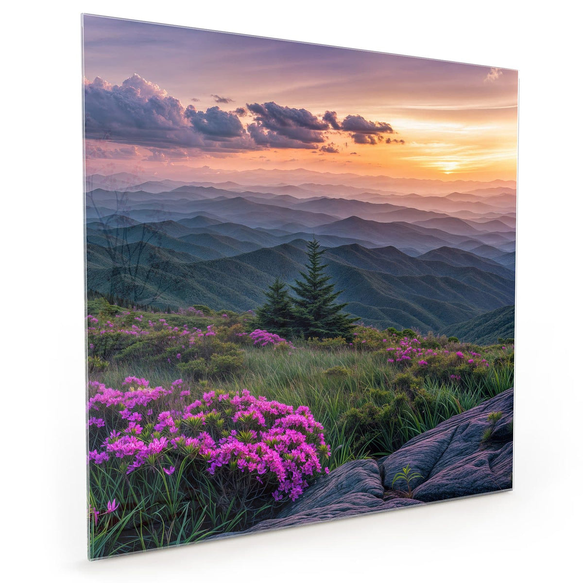 Küchenrückwand aus Glas im quadratischen Format mit Motiv Blüten vor Bergketten: Pinke Rhododendronblüten auf einem Bergrücken #grösse_40 x 40 cm #grösse_50 x 50 cm #grösse_60 x 60 cm