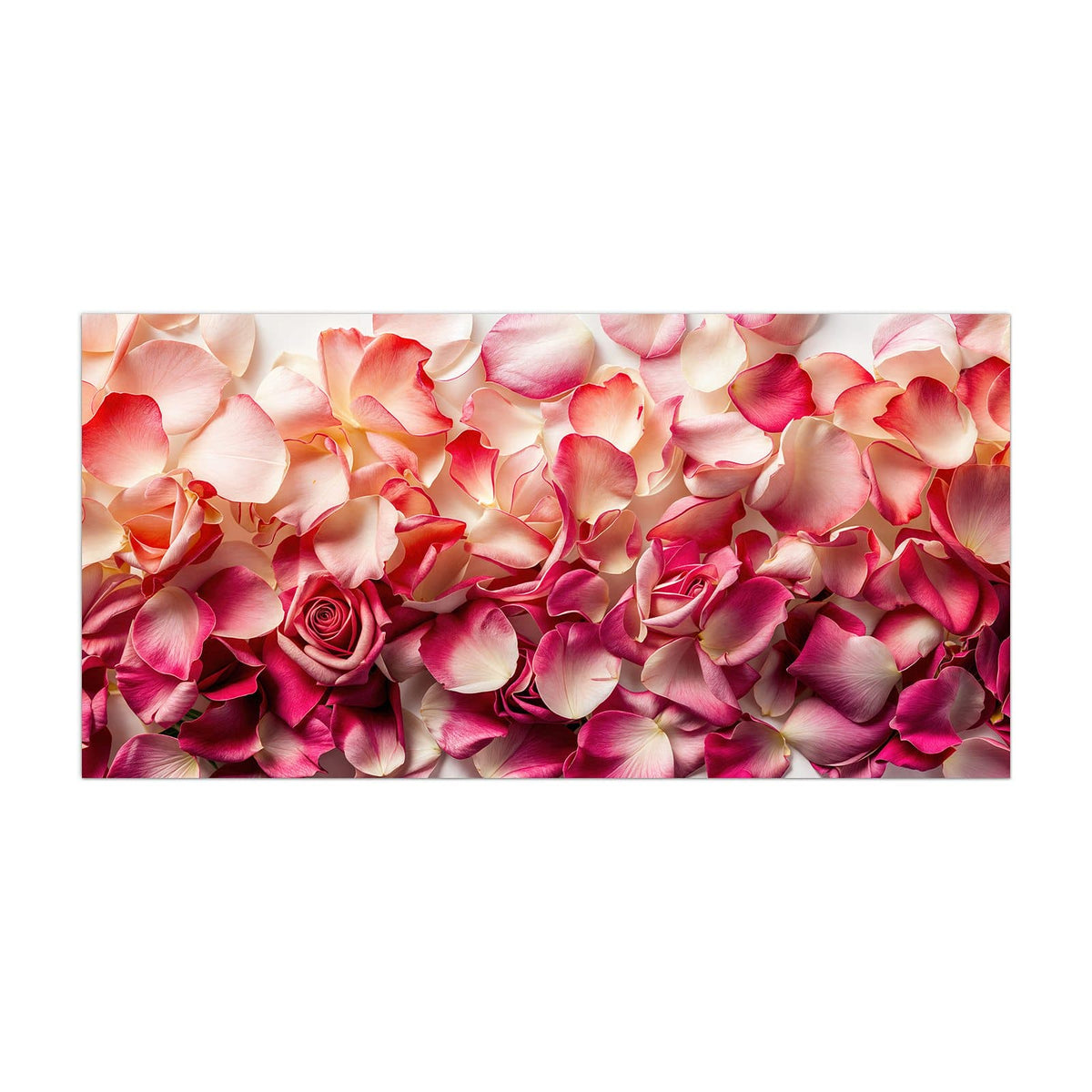 Küchenrückwand aus Glas Rosenblüten in Pink im Hochformat, Motiv bildfüllend von vorn