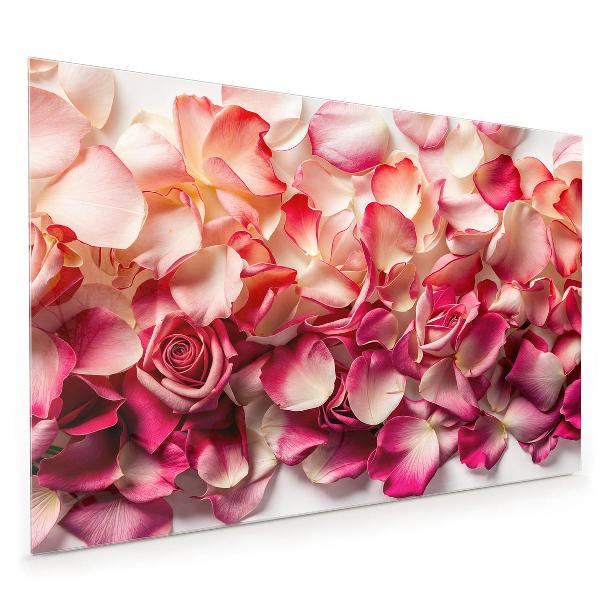 Küchenrückwand aus Glas im Hochformat: Dicht liegende Rosenblütenblätter in Pink und Creme, eine geöffnete Rose in der Mitte