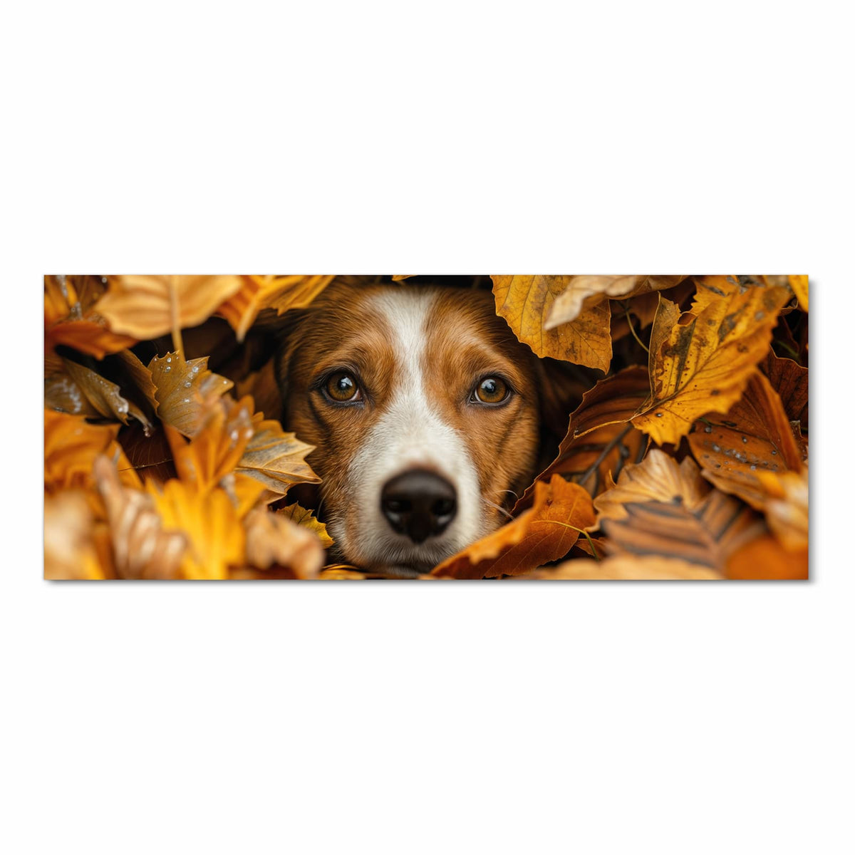 Braun-weißer Hundekopf schaut aus einem Haufen goldener Herbstblätter