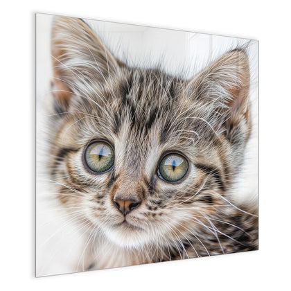 Magnettafel mit dem Motiv Neugieriges Katzenjunges