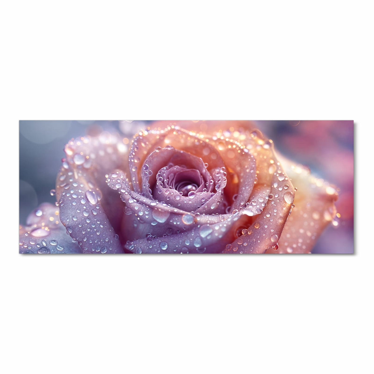 Makro einer lila-rosa Rose, dicht mit Wassertropfen besetzt.
