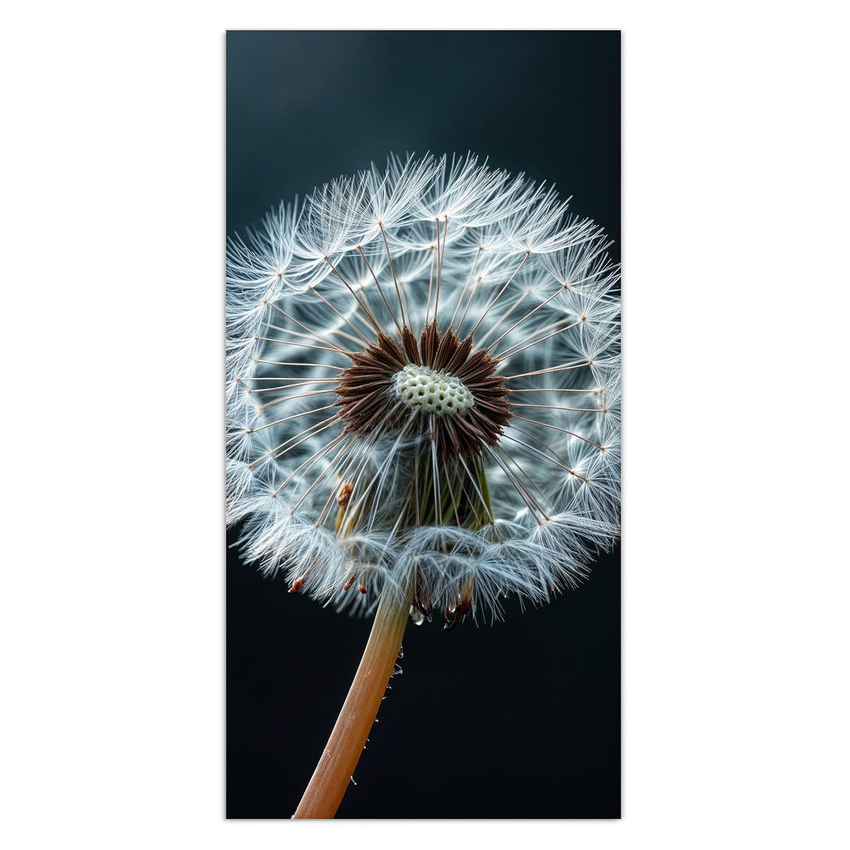 Eine große Pusteblume vor fast schwarzem Grund, drei Samen fliegen nach rechts weg