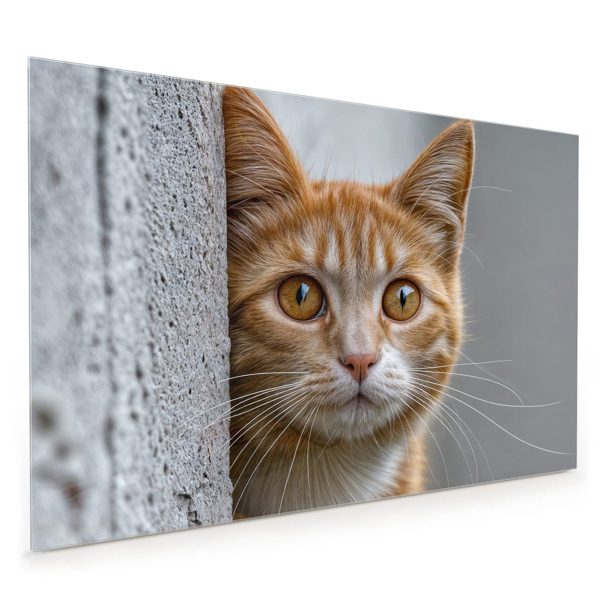 Küchenrückwand aus Glas im Hochformat: Orange getigerte Katze lugt hinter einer grauen Betonmauer hervor, eine Pfote am Rand