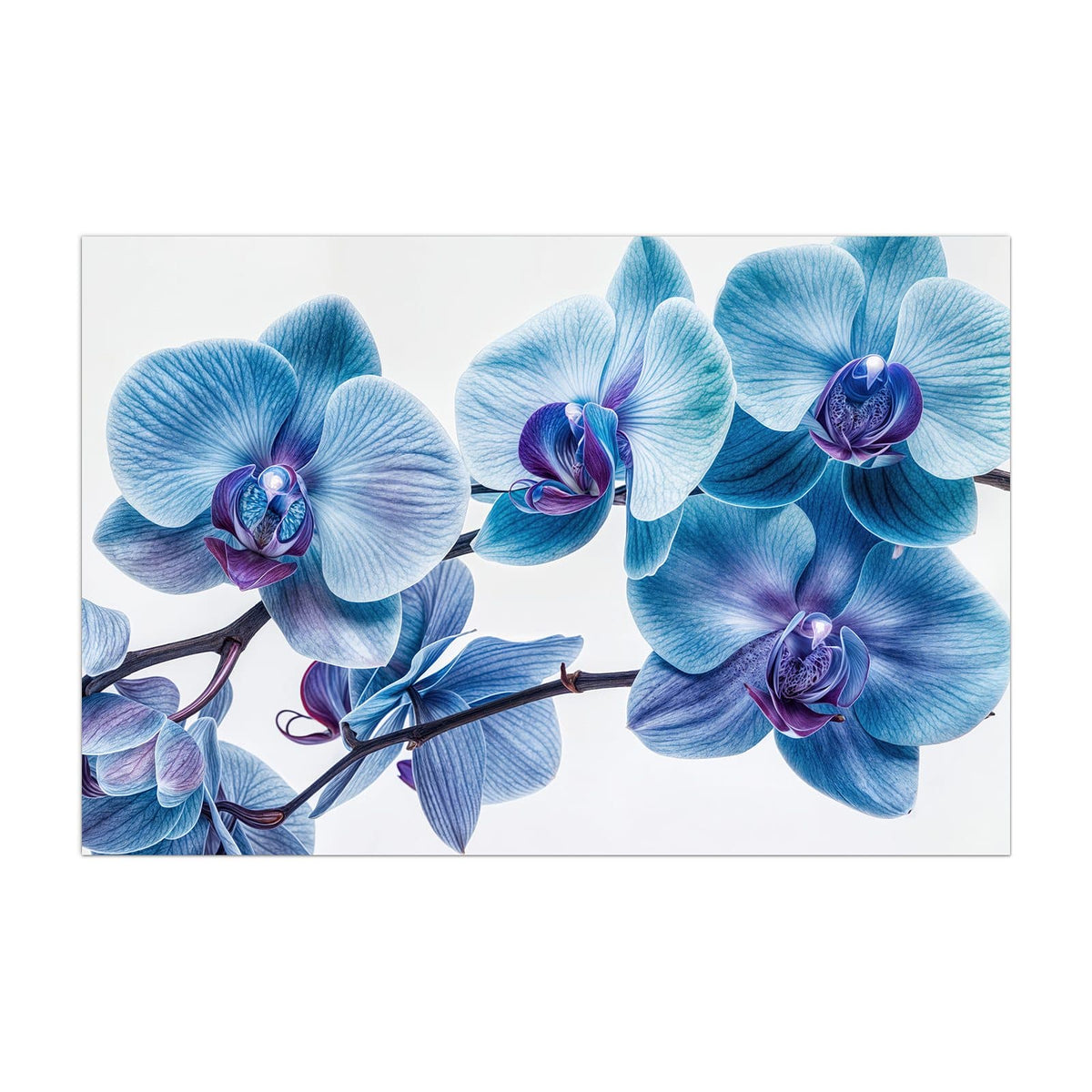 Küchenrückwand aus Glas Blauviolette Orchidee im Hochformat, Motiv bildfüllend von vorn