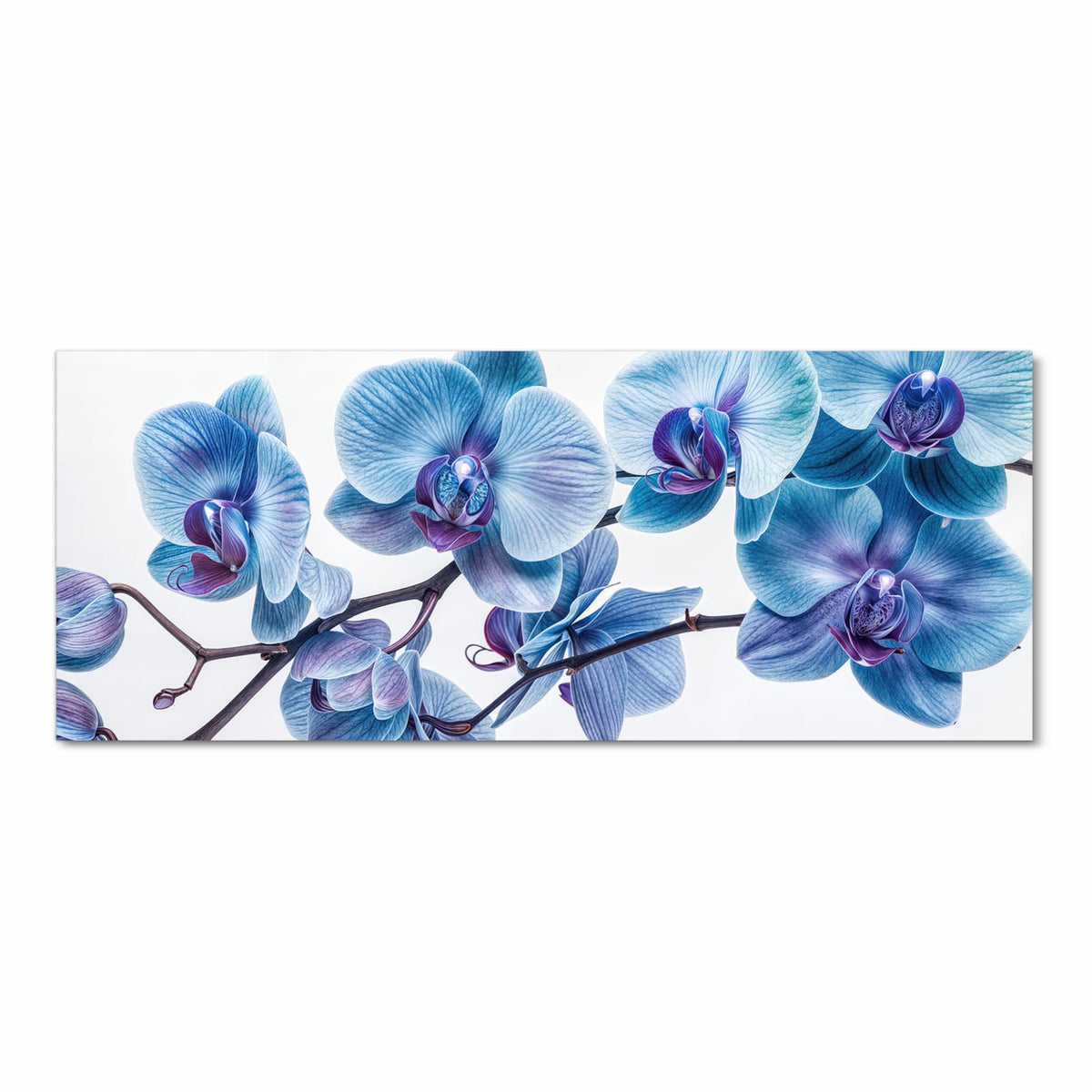 Orchideenzweig mit blauen Blüten und violetten Lippen vor Weiß