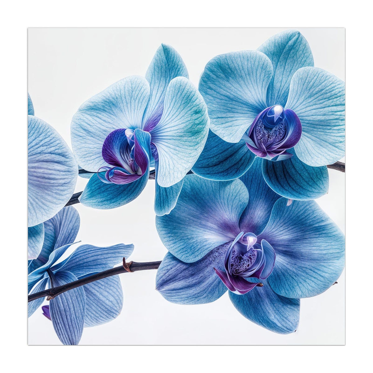 #grösse_40 x 40 cm #grösse_50 x 50 cm #grösse_60 x 60 cm