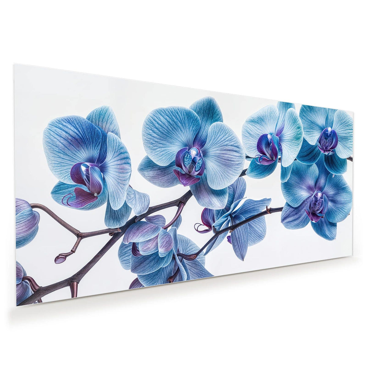 Orchideenzweig mit blauen Blüten und violetten Lippen vor Weiß
