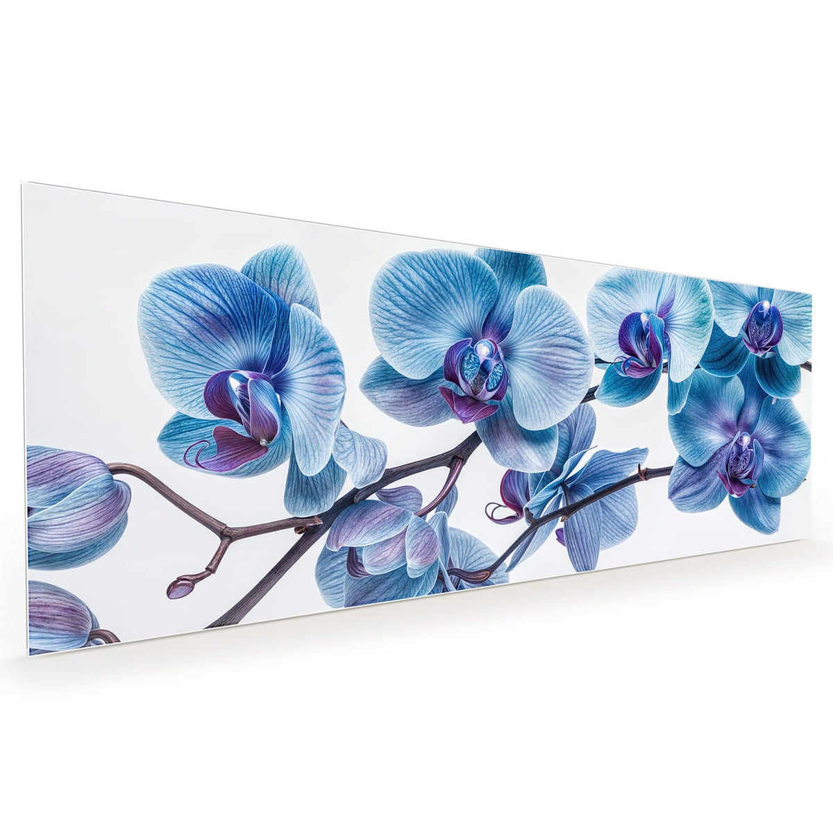 Küchenrückwand aus Glas im Hochformat mit Motiv Blauviolette Orchidee: Orchideenzweig mit blauen Blüten und violetten Lippen vor Weiß
