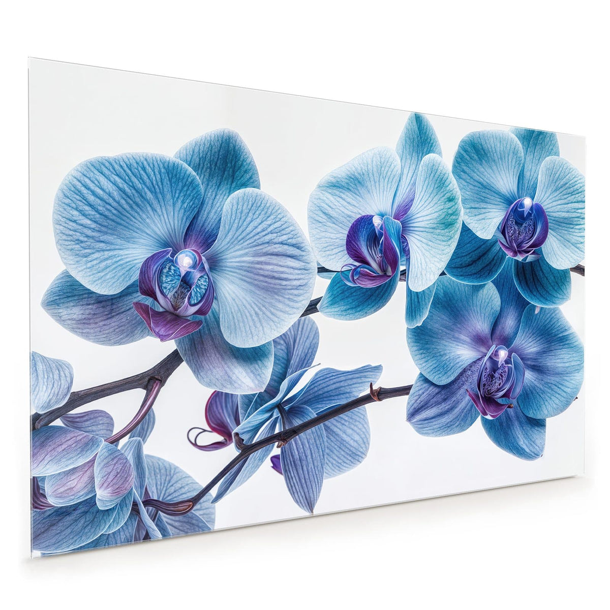 Küchenrückwand aus Glas im Hochformat mit Motiv Blauviolette Orchidee: Orchideenzweig mit blauen Blüten und violetten Lippen vor Weiß