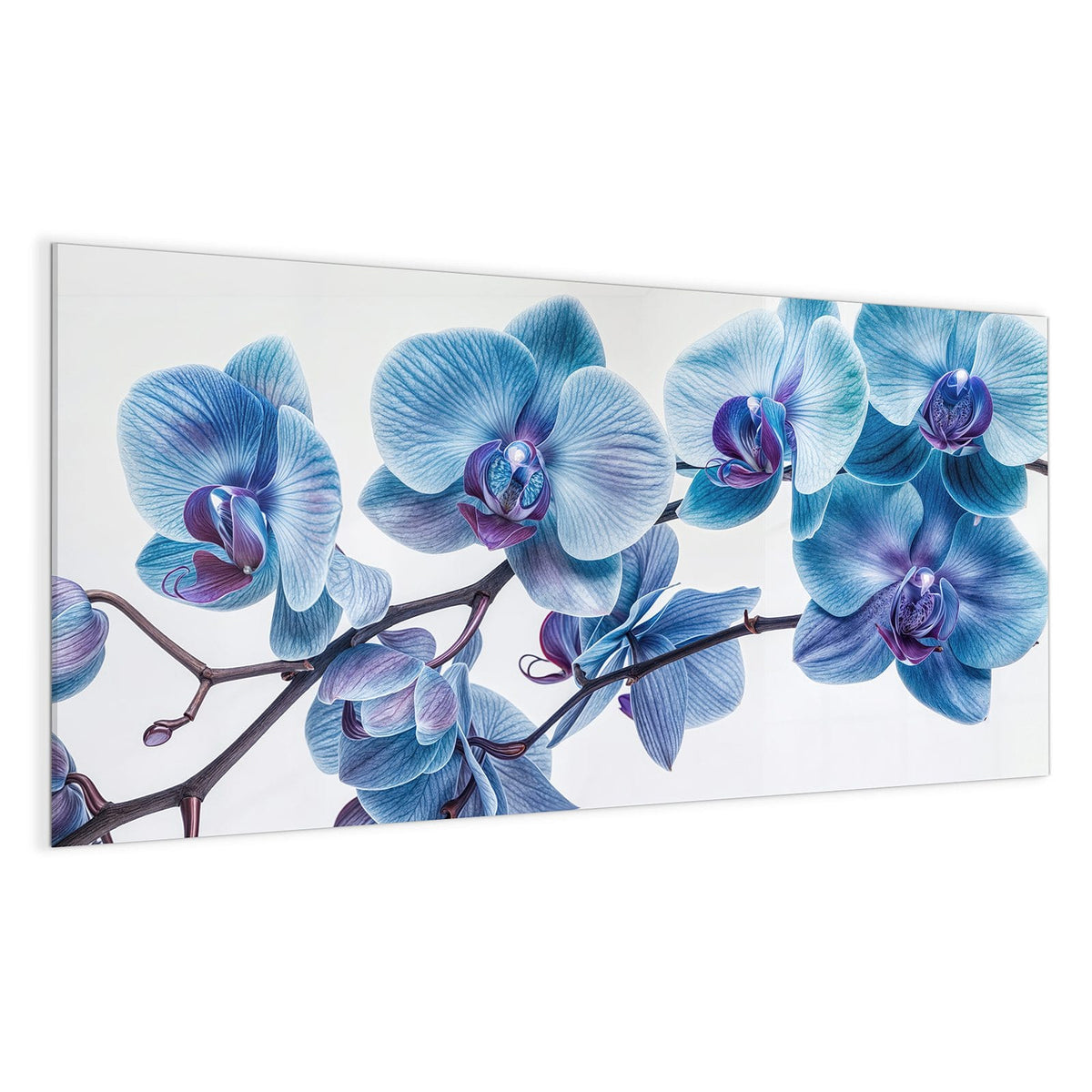 Orchideenzweig mit blauen Blüten und violetten Lippen vor Weiß