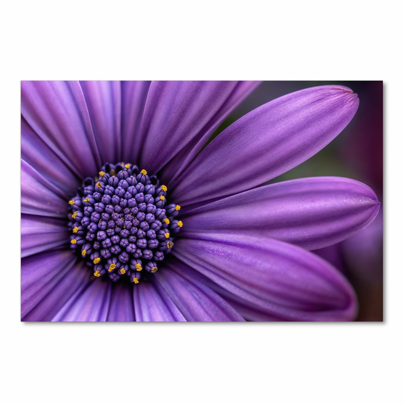 Schmutzabweisender rutschfester Küchenteppich mit Motiv Blume Nahaufnahme in Frontansicht