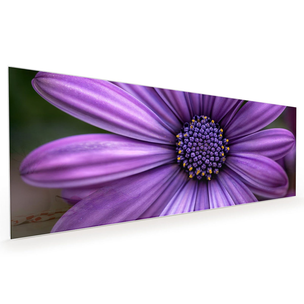 Küchenrückwand aus Glas im Hochformat mit Motiv Lila Kapkörbchen: Nahaufnahme eines violetten Kapkörbchens mit dunkelblauem, gelb getupftem Zentrum.