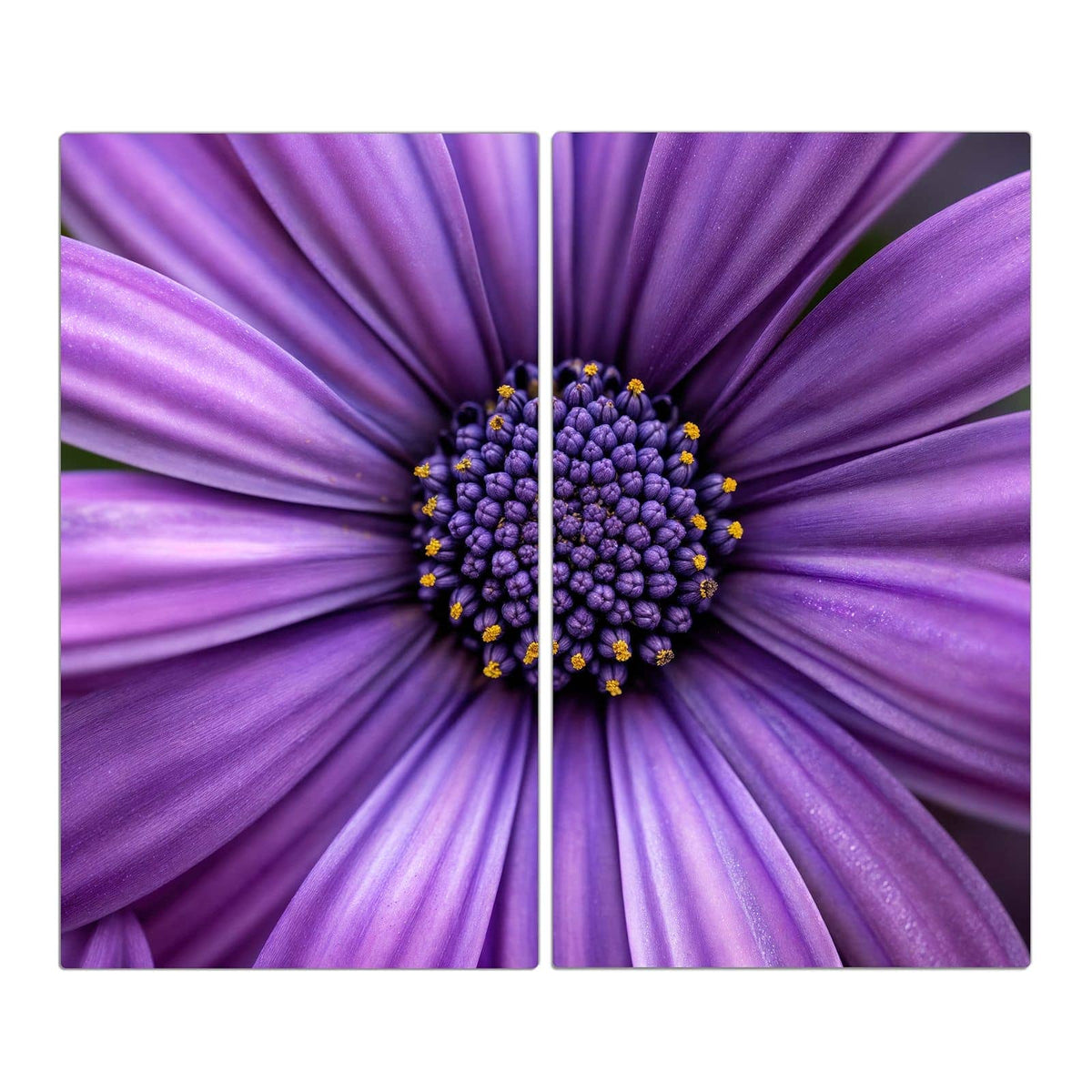 Nahaufnahme eines violetten Kapkörbchens mit dunkelblauem, gelb getupftem Zentrum.
