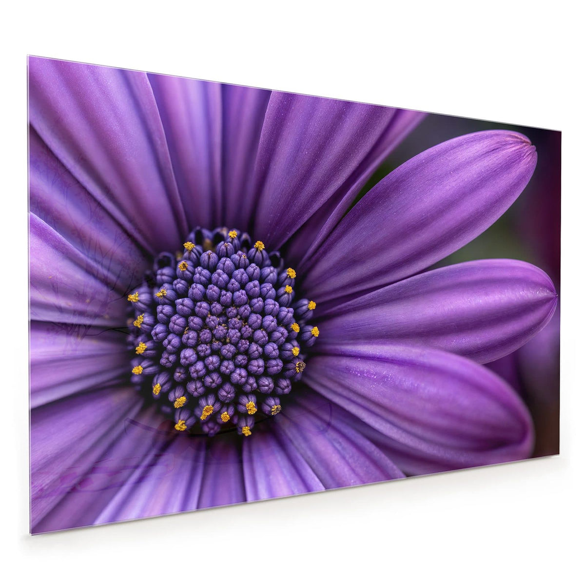 Küchenrückwand aus Glas im Hochformat mit Motiv Lila Kapkörbchen: Nahaufnahme eines violetten Kapkörbchens mit dunkelblauem, gelb getupftem Zentrum.