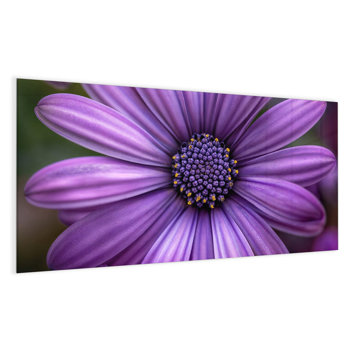 Nahaufnahme eines violetten Kapkörbchens mit dunkelblauem, gelb getupftem Zentrum.