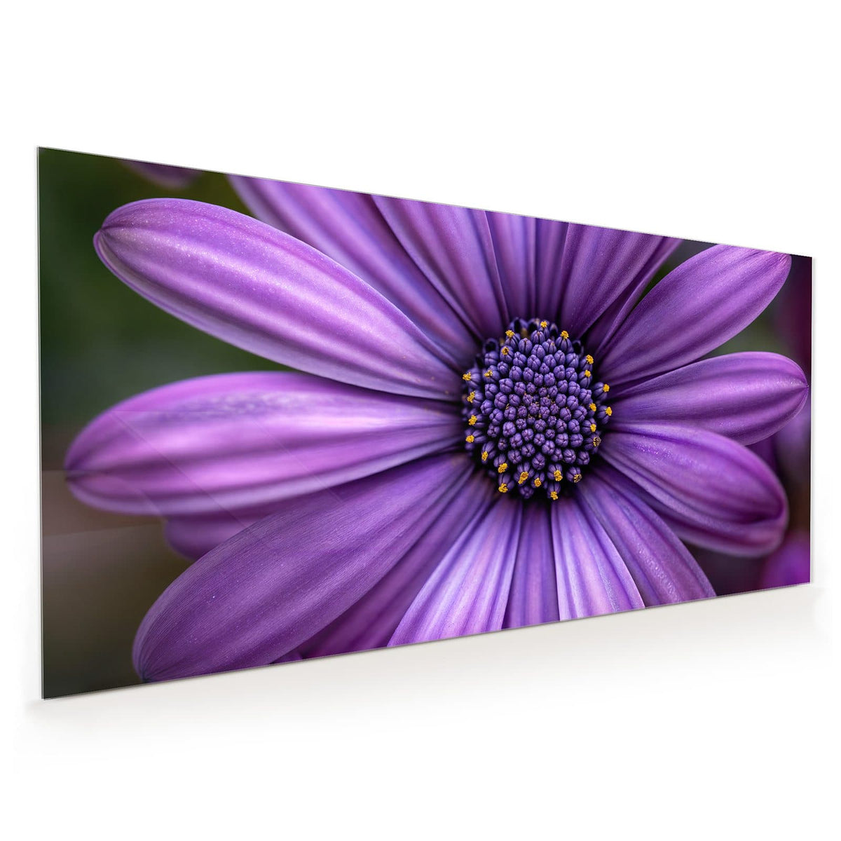 Küchenrückwand aus Glas im Hochformat mit Motiv Lila Kapkörbchen: Nahaufnahme eines violetten Kapkörbchens mit dunkelblauem, gelb getupftem Zentrum.