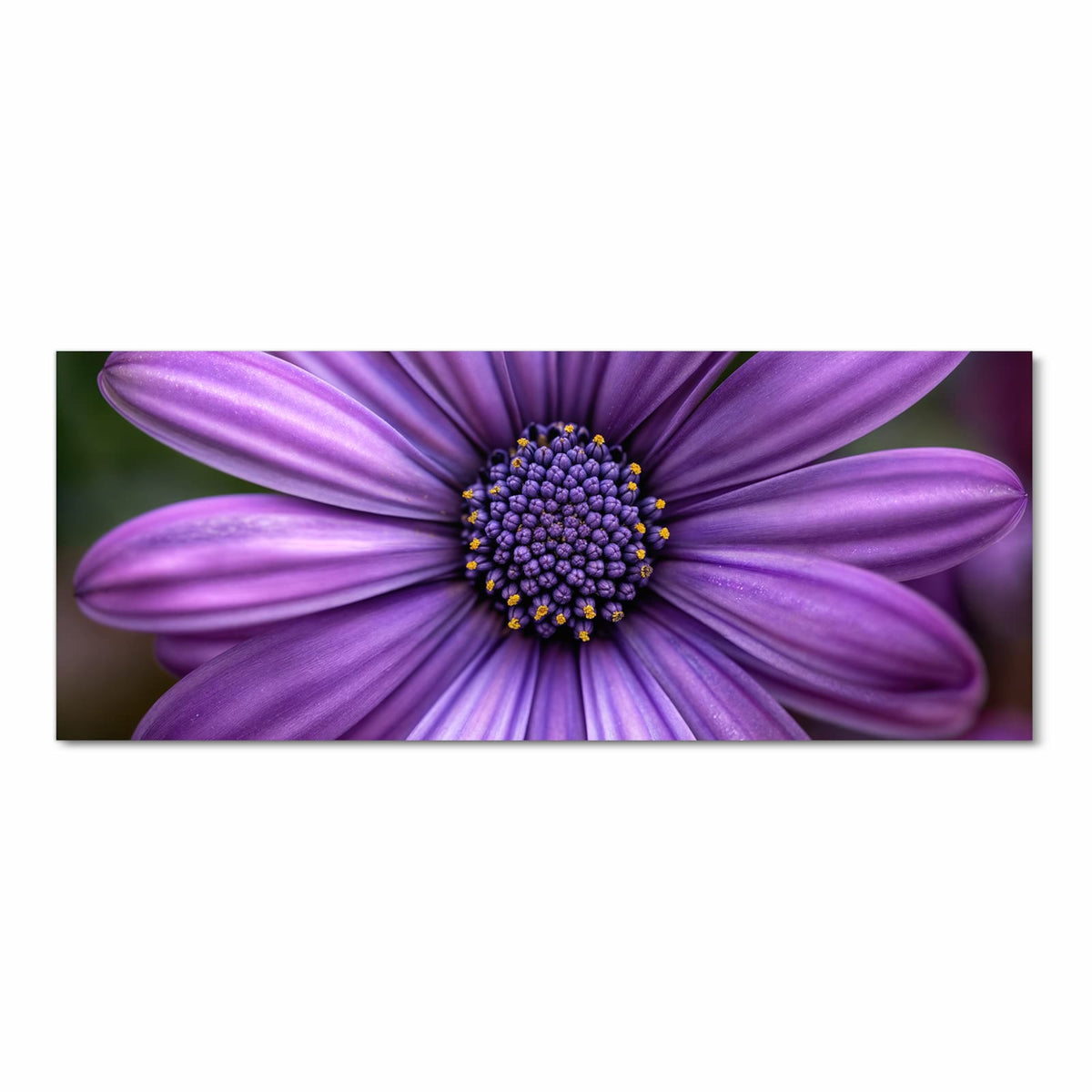 Nahaufnahme eines violetten Kapkörbchens mit dunkelblauem, gelb getupftem Zentrum.