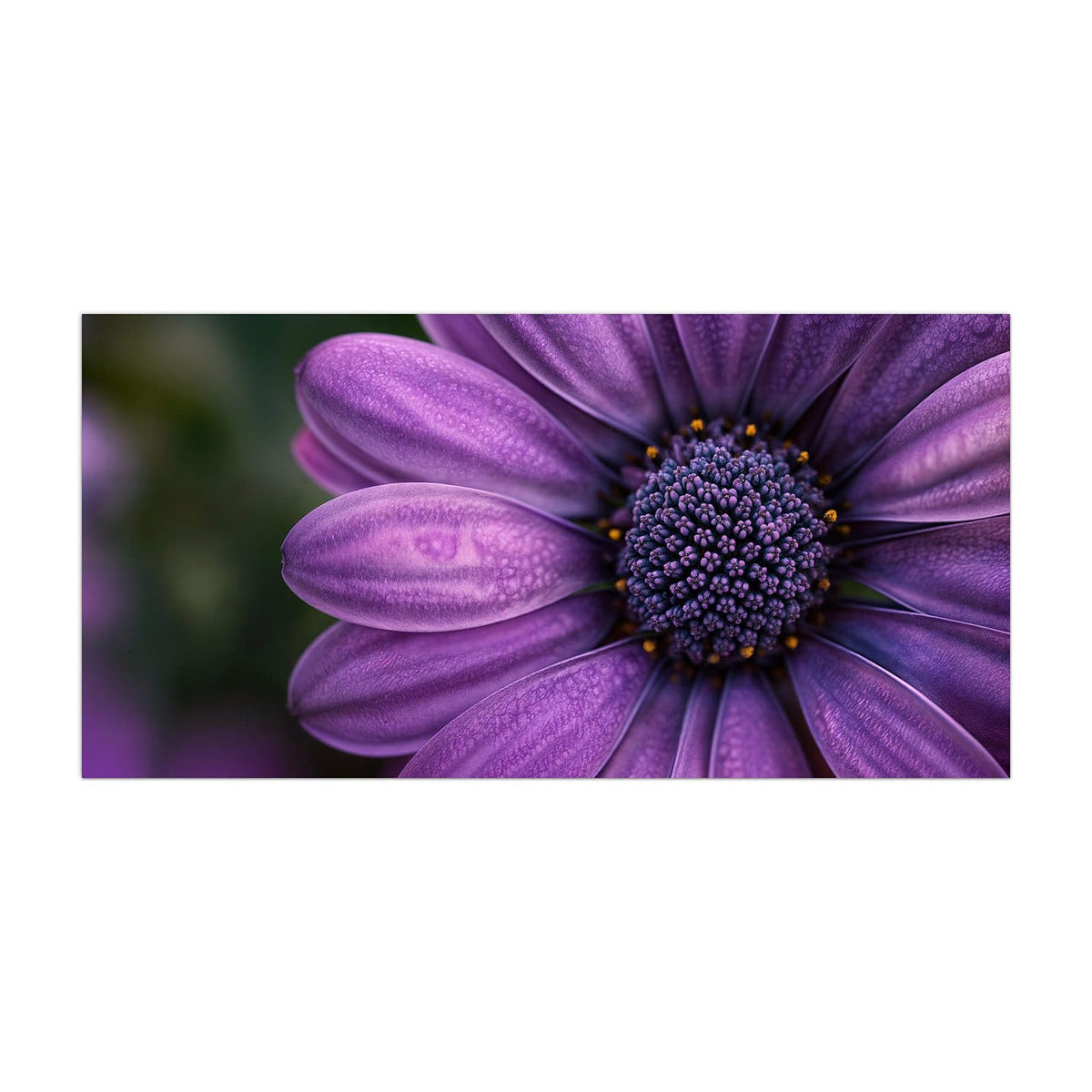 Küchenrückwand aus Glas Violette Samtblüte im Hochformat, Motiv bildfüllend von vorn